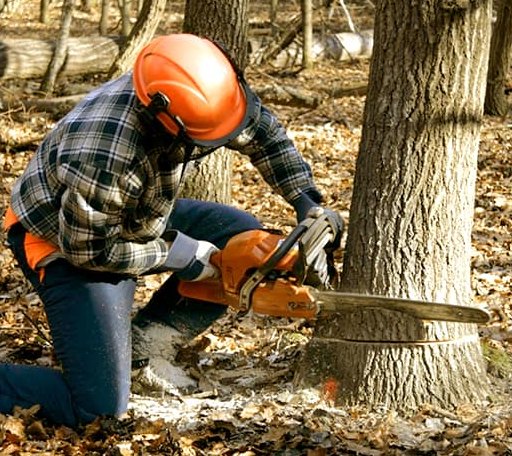 Tree Removal in Glade Hill, VA